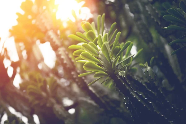 Естественный фон Кактус зеленый. Молочай неристолистный . — стоковое фото