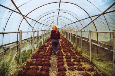 bahçıvan kadın asya. Nur bahçesinde salata bakımı