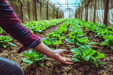 el bahçıvan kadın asya. Sebze Marul Bakımı