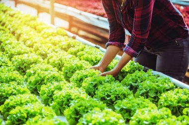 bahçıvan kadın asya. Nur bahçesinde salata bakımı