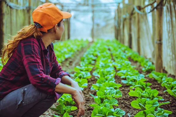 Tuinman vrouw Aziatische. Verzorging groente Sla in de tuin — Stockfoto