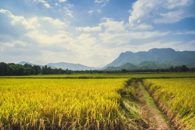 arka plan manzara pirinç sarı altın. Hasat mevsiminde