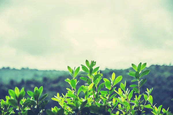 Fondo natural. Viaje a hojas verdes en la montaña . — Foto de Stock