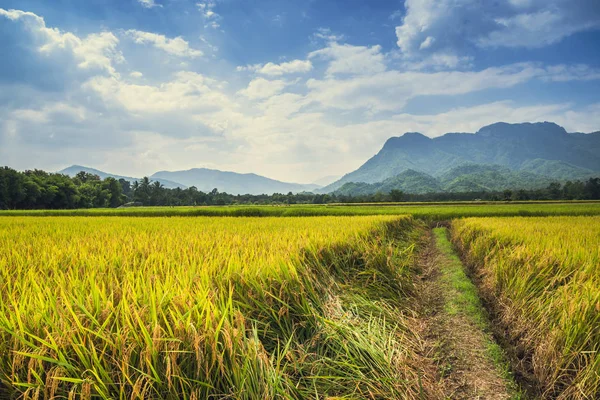 Fundo paisagem arroz ouro amarelo. Durante a época de colheita — Fotografia de Stock