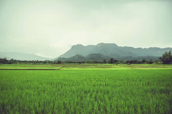 Paysage rural. Champs en saison Montagnes naturelles. Il y a b — Photo