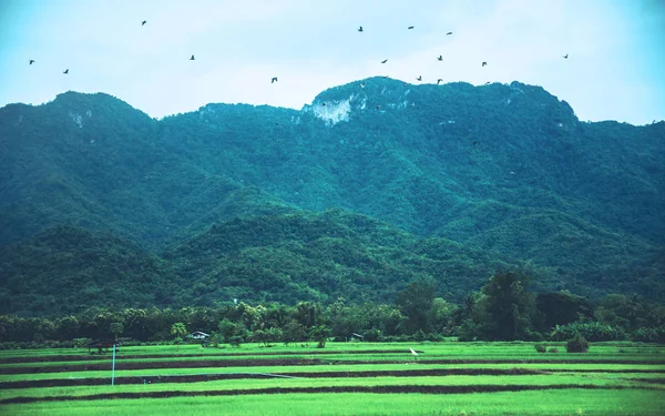 Paysage rural. Champs en saison Montagnes naturelles . — Photo