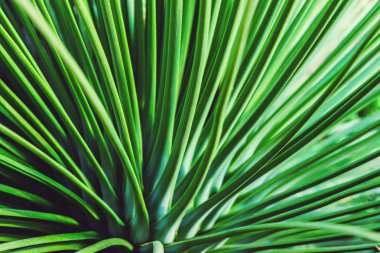 arka plan doğa kaktüs. Yeşil kaktüs ağacı. Tam kare