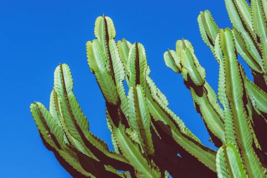 arka plan doğa. Kaktüs Cereus perulu. Mavi gökyüzü arka planı