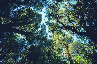 Doğal arka plan Bataklık ağacı. Ağaçların dalları 