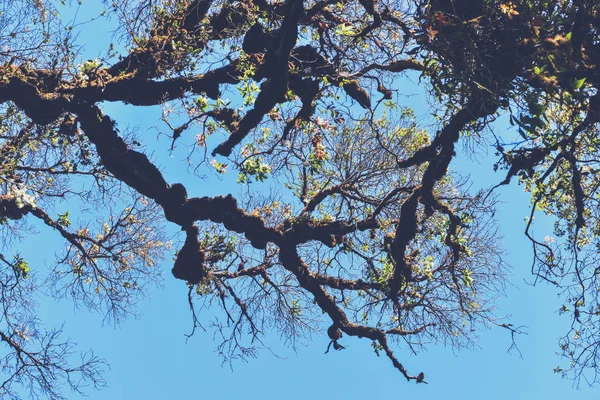 Natural background Swamp tree. The branches of the trees