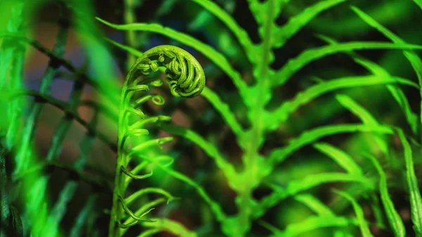 Natural background. Unravelling fern frond closeup. Background