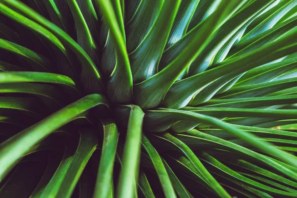 Háttérben természet kaktusz. Zöld kaktusz fa. Teljes képkocka — Stock Fotó