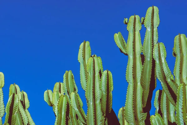 Natura di sfondo. Cactus Cereus peruvianus. Cielo blu sfondo — Foto Stock