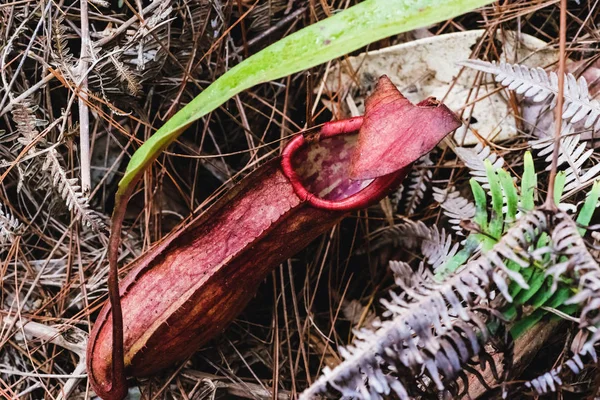 Natürlicher Hintergrund. nepenthes Pflanze auf dem Gras im Wald. — Stockfoto