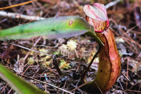 Natürlicher Hintergrund. nepenthes Pflanze auf dem Gras im Wald. — Stockfoto