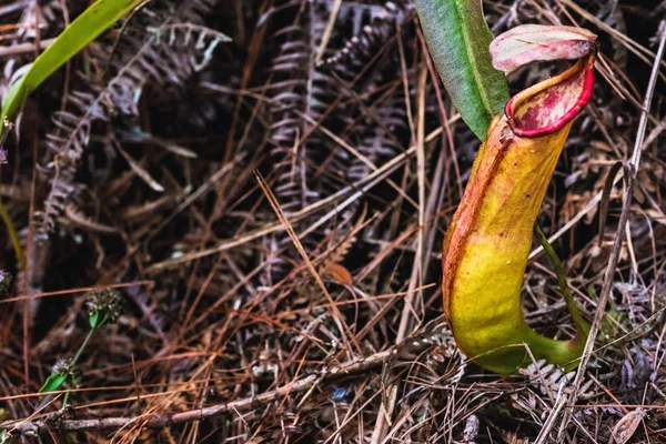 Natürlicher Hintergrund. nepenthes Pflanze auf dem Gras im Wald. — Stockfoto