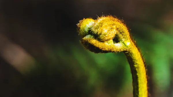 Natural background. Unravelling fern frond closeup.  Thailand — Stock Photo, Image