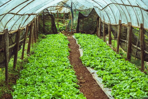 Ensalada de verduras ecológicas Butter Head casa de cultivo. vegeta orgánica —  Fotos de Stock