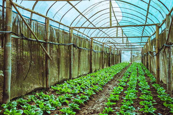 Organic vegetable salad baby green cos lettuce growing house. or