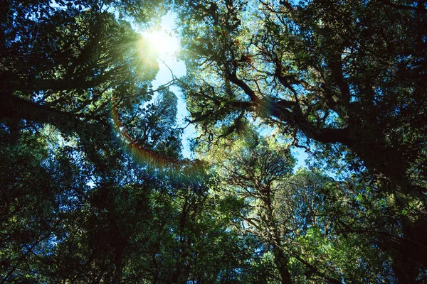 Natural background Swamp tree. The branches of the trees in the — Stock Photo, Image