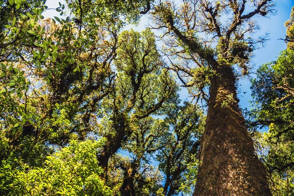 Natural background Swamp tree. The branches of the trees in the — Stock Photo, Image