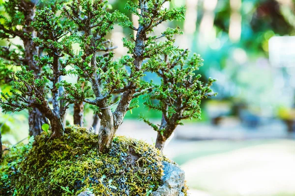 Природный парк Bonsai Дерево. В парке — стоковое фото