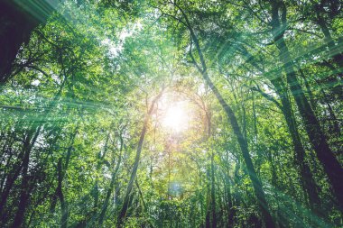 Arka plan hayatta kalır. Ağaçların arasından parlayan doğal ışık. Ağaçların arasından parlayan ışık..