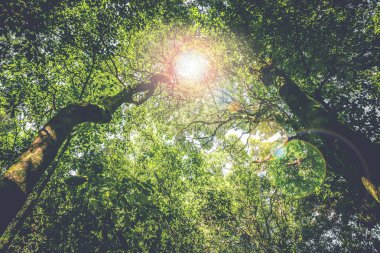 Arka plan hayatta kalır. Ağaçların arasından parlayan doğal ışık. Ağaçların arasından parlayan ışık..