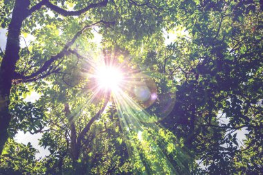 Arka plan hayatta kalır. Ağaçların arasından parlayan doğal ışık. Ağaçların arasından parlayan ışık..