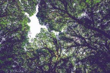 Doğal arka plan hayatta kalır ormandaki ağaçların arasından parlayan doğal ışık, ağaçların arasından parlayan ışık. Tayland Chiangmai do inthanon kew-mae-pan