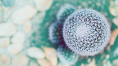 arka plan doğa. Doğal arka plan kaktüs etli bitki.