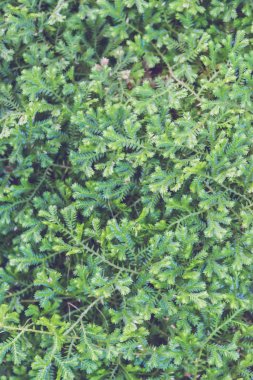 arka plan doğa. Doğal arka plan eğrelti otları yeşil. Tam kare