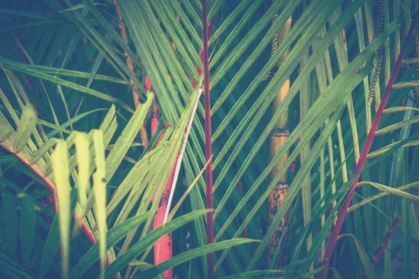 Sfondo naturale di foglie verdi. Sfondo foglie verde. Cyrtostachys renda Foglie azzurre — Foto Stock