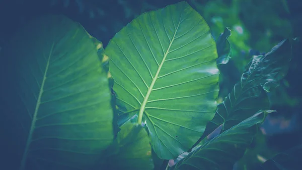 Přirozené pozadí zelených listů. Pozadí je zelené. listy sloního ucha — Stock fotografie
