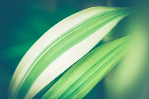 Přirozené pozadí zelených listů. Pozadí zanechává zelenou. DRACAENA sanderiana — Stock fotografie