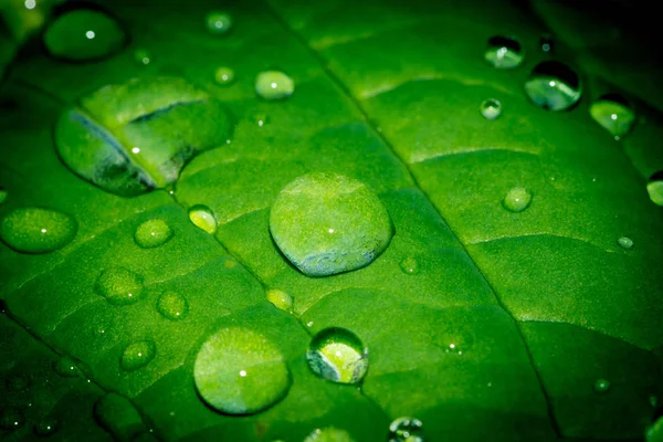 Fond naturel gouttelettes d'eau sur feuilles vert — Photo