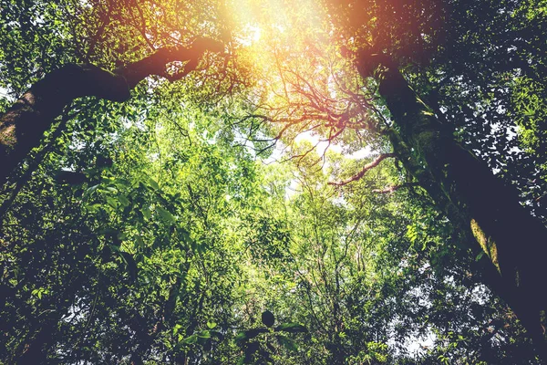 Sfondo sopravvivere luce naturale che splende attraverso gli alberi nel bosco, la luce splende attraverso gli alberi . — Foto Stock