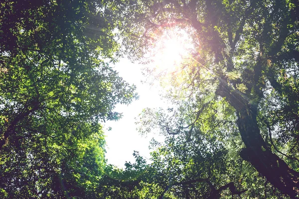 Sfondo sopravvivere luce naturale che splende attraverso gli alberi nel bosco, la luce splende attraverso gli alberi . — Foto Stock