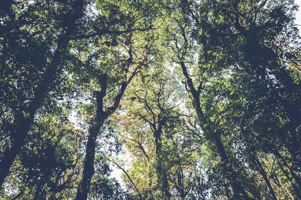 Sullo sfondo naturale sopravvive la luce naturale che splende attraverso gli alberi nei boschi, la luce splende attraverso gli alberi. Thailandia chiangmai doiinthanon kew-mae-pan — Foto Stock