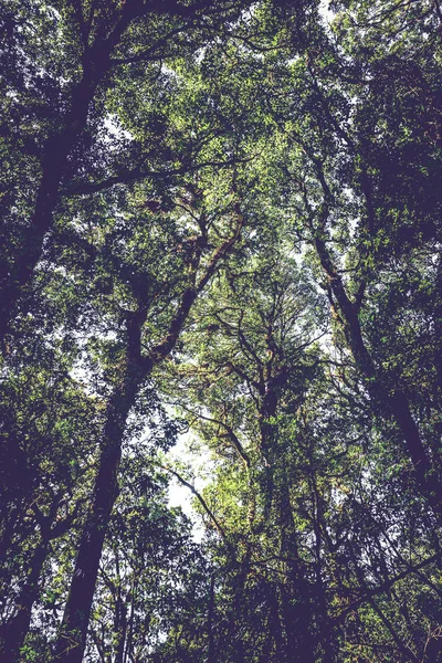 Sullo sfondo naturale sopravvive la luce naturale che splende attraverso gli alberi nei boschi, la luce splende attraverso gli alberi. Thailandia chiangmai doiinthanon kew-mae-pan — Foto Stock