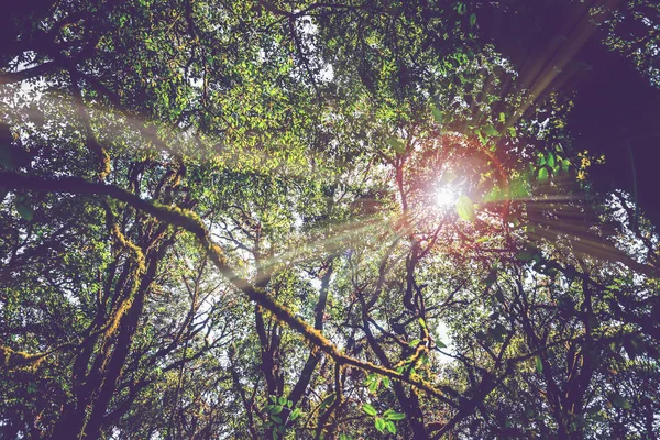 Sullo sfondo naturale sopravvive la luce naturale che splende attraverso gli alberi nei boschi, la luce splende attraverso gli alberi. Thailandia chiangmai doiinthanon kew-mae-pan — Foto Stock