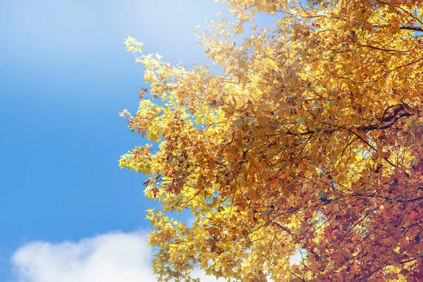 Предыстория. Естественный кленовые листья фона, оранжевый, желто-оранжевый фон неба . — стоковое фото