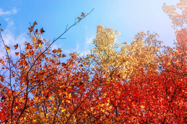 Предыстория. Естественный кленовые листья фона, оранжевый, желто-оранжевый фон неба . — стоковое фото