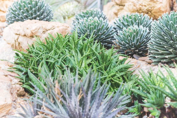 Naturaleza de fondo. Fondo natural Jardín de cactus Muchas especies. Agave — Foto de Stock