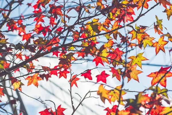Предыстория. Естественные кленовые листья фона, оранжевый, желто-оранжевый фон неба. фон, дерево, природа . — стоковое фото