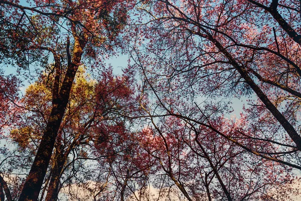 Tło natura Kwiat Valentine. Prunus cerasoides Tło rozmycie bokeh Różowy — Zdjęcie stockowe