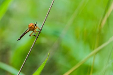 Arka plan soyguncusu uçar. Siyah arka plan.