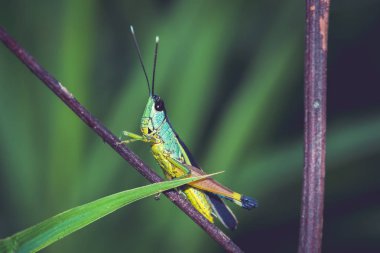 Bir yaprak üzerinde Arka plan yeşil çekirge.