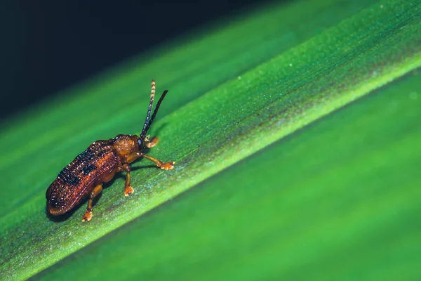 De kleine roodbruine insecten. Eiland op een groen blad — Stockfoto
