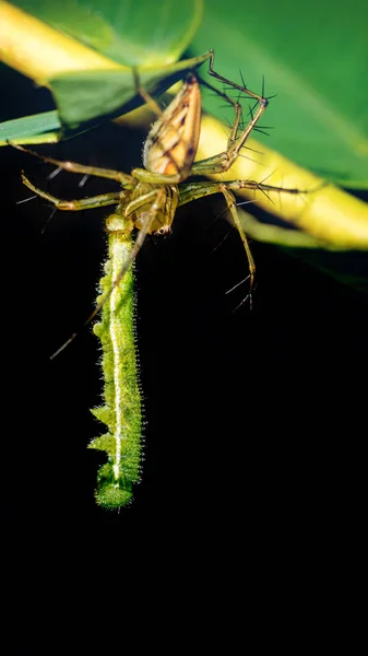 Achtergrond spin op een groen blad. Vang een worm Zwarte achtergrond — Stockfoto